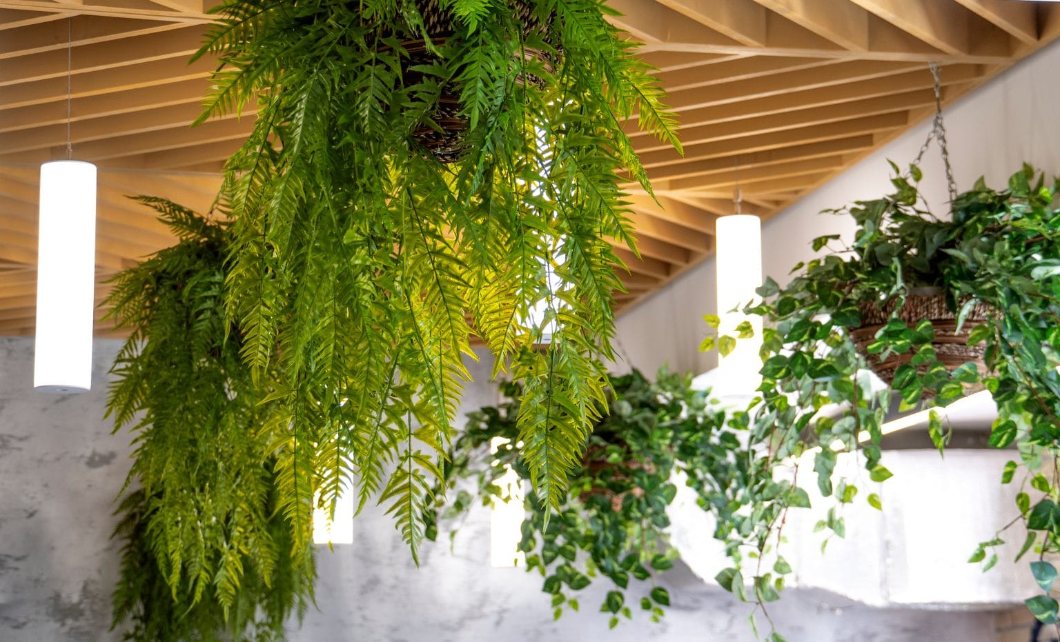 What is Biophilic Design and why is it important? BuildPass